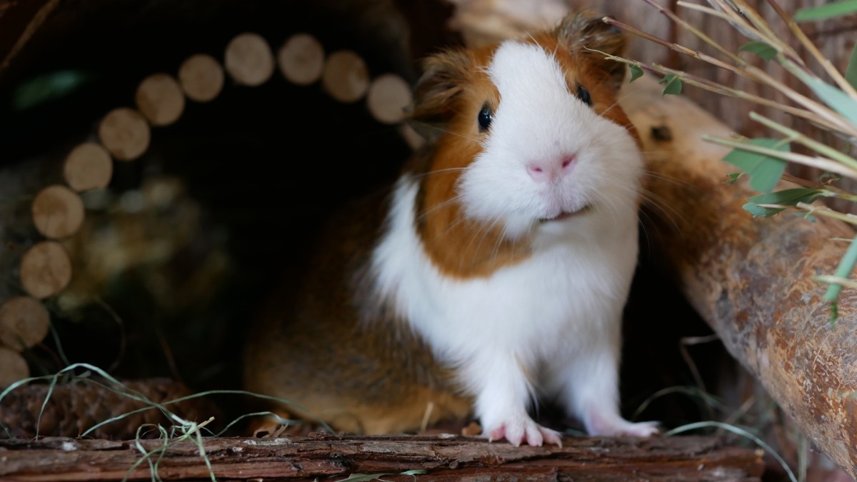 Schweinchen Flop 🥰