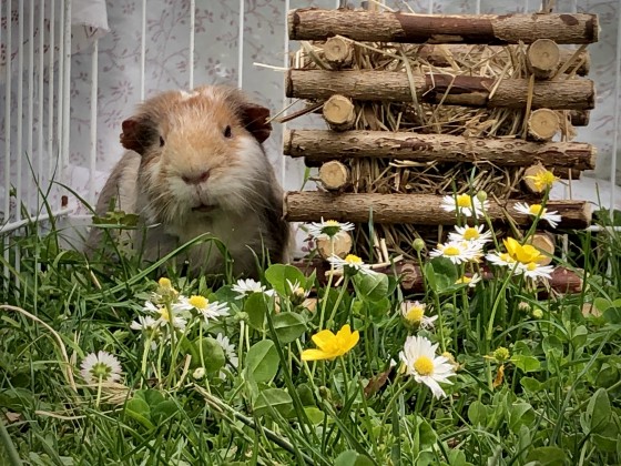 Meine drei Schweinchen