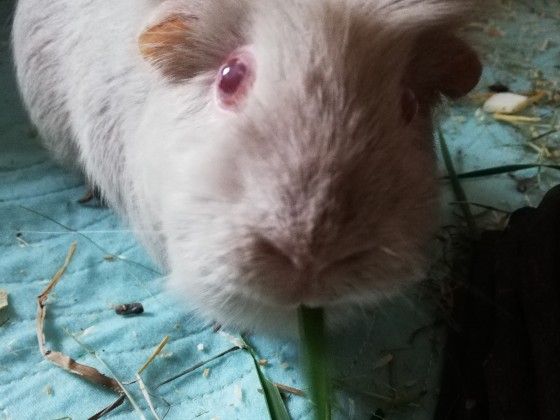 English Crested meerschweinchen