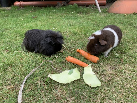 Balu und Teddy