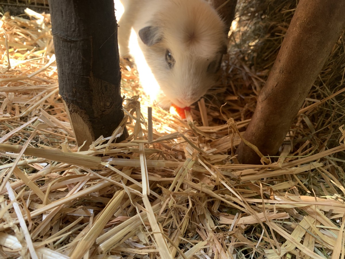 Sammy beim Mittagessen