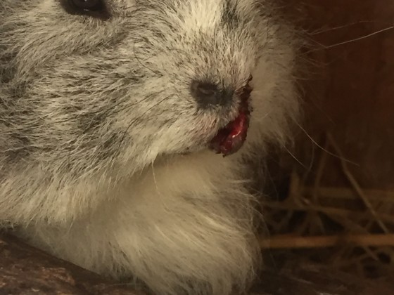 Das ist mein Schweizer Teddy Böckchen welches an der Lippe gebissen wurde