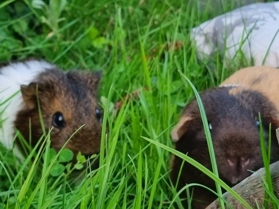 Meerschweinchen waren auf Entdeckungsreise im Garten