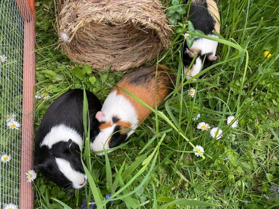 Meine drei Racker... Merli, Filou und Momo