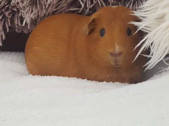 Rosi 🐾🐹 Hauptberuflich Model, nebenberuflich Meerschweinchen!