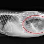 Röntgenbild Aufgasung Meerschweinchen