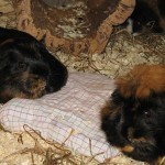 Hitzschlag bei Meerschweinchen