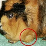 Leukämie beim Meerschweinchen