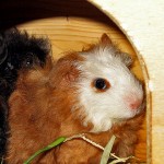 Meerschweinchen Eingewöhnung