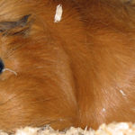 Meerschweinchen Einstreu