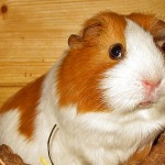 Meerschweinchen Rassen