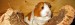 Meerschweinchen Rassen