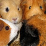 Meerschweinchen sind Rudeltiere