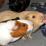Meerschweinchen Trockenfutter