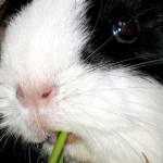 Meerschweinchen Urlaubsbetreuung