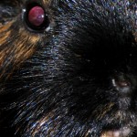 Meerschweinchen Farben