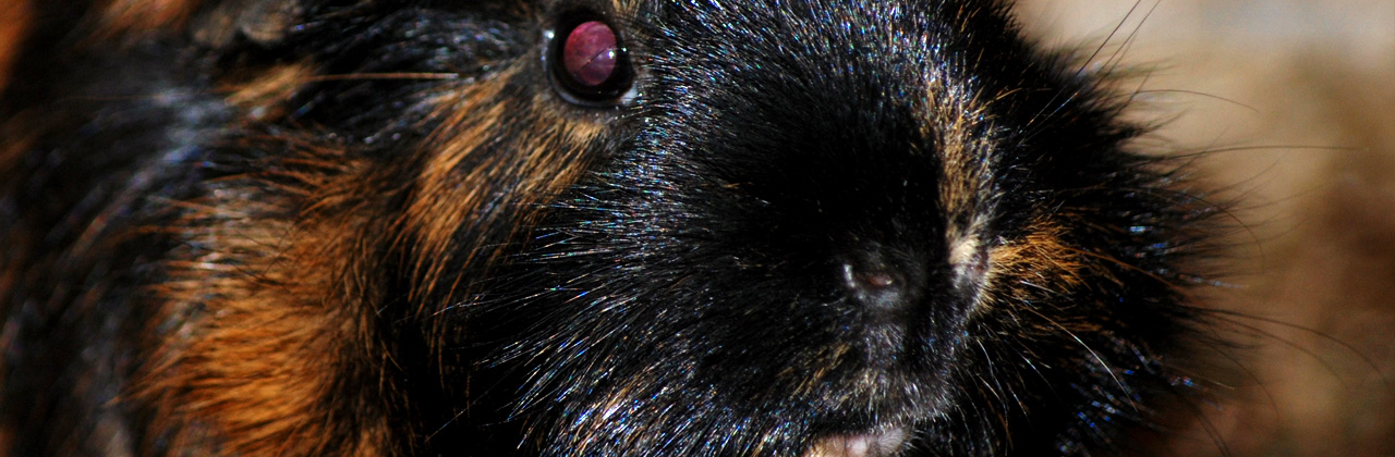 Meerschweinchen Farben
