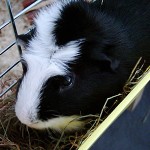 Crested Meerschweinchen - Rasse