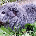 Curlyabyssinian Meerschweinchen - Rasse