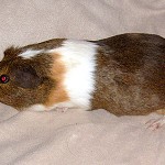 Meerschweinchen Cuy - Rasse