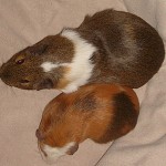 Meerschweinchen Cuy - Rasse