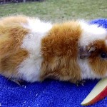 Somali Meerschweinchen - Rasse