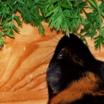 Meerschweinchen beschäftigen
