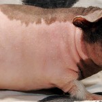 Nacktmeerschweinchen