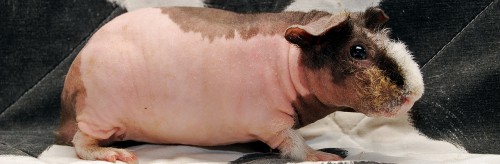 Nacktmeerschweinchen