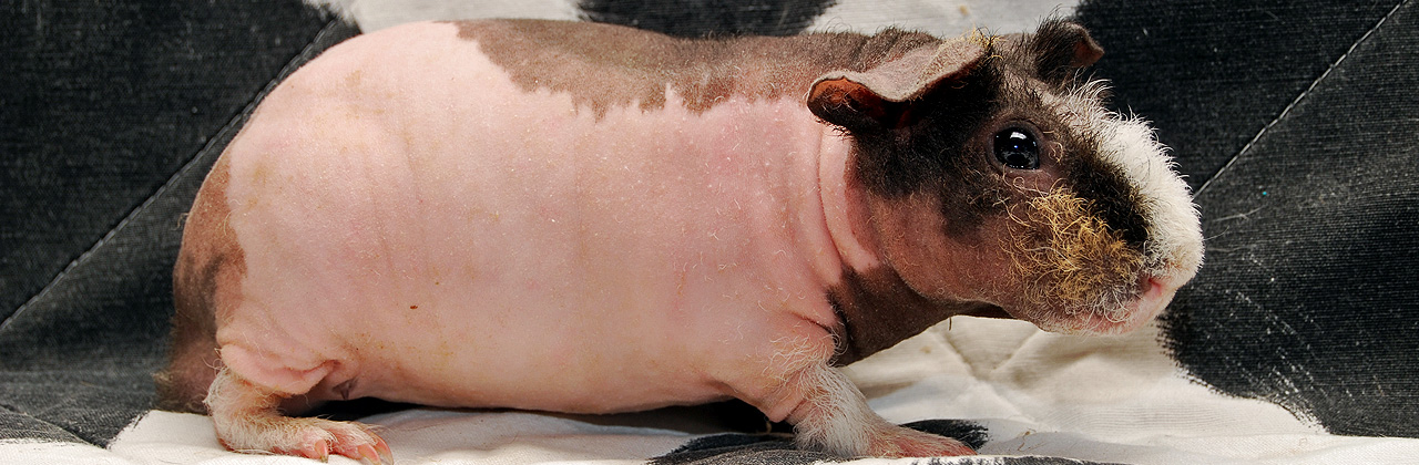 Nacktmeerschwein