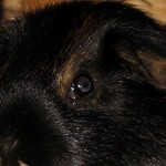 Meerschweinchen Bockgruppe