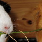 Unverträgliche Meerschweinchen