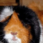 Meerschweinchen Auslauf