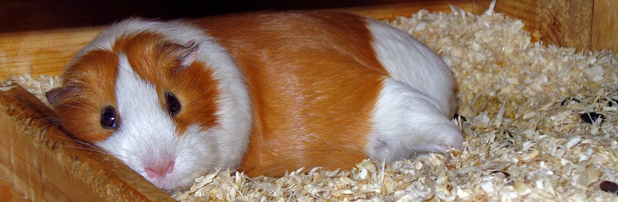Artgerechte Meerschweinchenhaltung im großzügigen Gehege