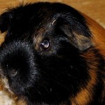 Meerschweinchen Käfighaltung
