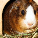 Meerschweinchen sind ideal für Kinder?