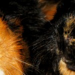 Meerschweinchen sind keine Kuscheltiere
