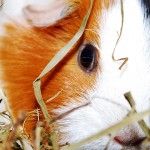 Schweinchenwelt