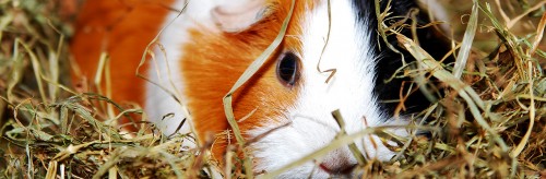 Milben bei Meerschweinchen