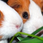 Meerschweinchen Vergesellschaftung