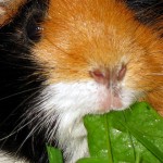 Meerschweinchen Grünfutter