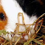 Meerschweinchen Futter: Heu