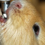 Meerschweinchen Wasser
