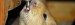 Meerschweinchen Wasser