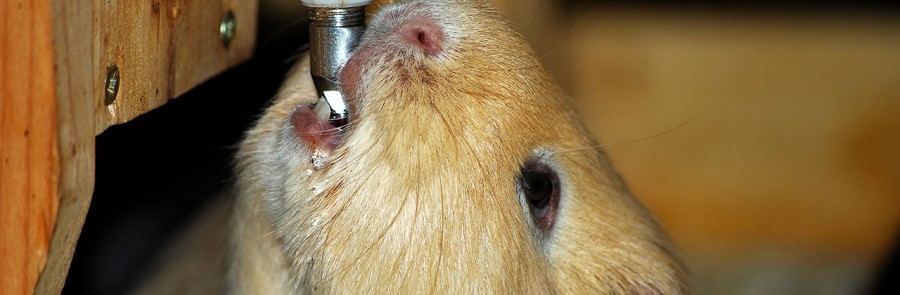 Meerschweinchen Wasser