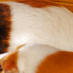 Meerschweinchen Zeichnungen