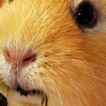 Meerschweinchen Zwangsernährung