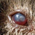Augenverletzung beim Meerschweinchen