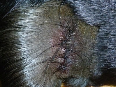 Nekrose Beim Meerschweinchen - Schaubild 3