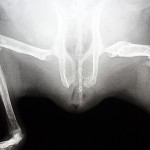 Osteodystrophie beim Meerschweinchen